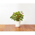 Click & Grow Smart Herb Garden refill Maasikas 3tk