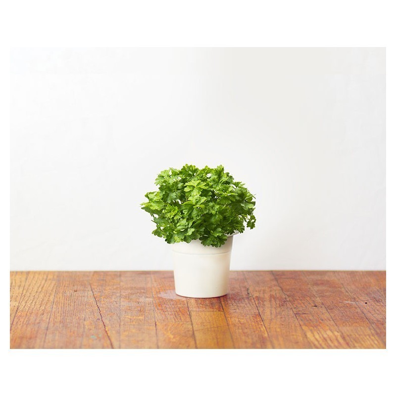 Click & Grow Smart Herb Garden кассета, Петрушка (3 шт)
