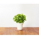 Click & Grow Smart Herb Garden refill Väike Basiilik 3 tk