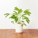 Click & Grow Smart Herb Garden refill Mimoos 3tk