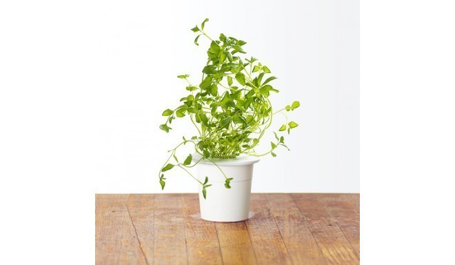 Click & Grow Smart Herb Garden refill Pune 3tk