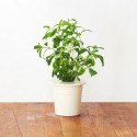 Click & Grow Smart Herb Garden refill Iisop 3tk