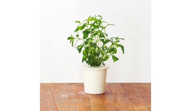 Click & Grow Smart Herb Garden refill Iisop 3tk