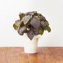 Click & Grow Smart Herb Garden refill Punane basiilik 3tk