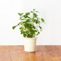 Click & Grow Smart Herb Garden refill Catnip 3pcs