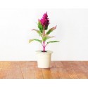 Click & Grow Smart Herb Garden refill Mätashari 3tk