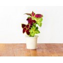 Click & Grow Smart Herb Garden refill Kirinõges 3tk