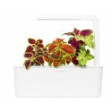 Click & Grow ü.aed Refill Kirinõges 3tk