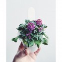 Click & Grow Smart Herb Garden refill Sweet Alyssum 3tk