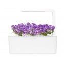 Click & Grow ü.aed Refill Sweet Alyssum3