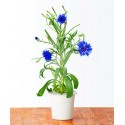 Click & Grow Smart herb Garden refill Rukkilill 3tk