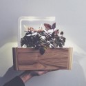 Click & Grow ü.aed Refill Tai Basiilik 3