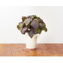 Click & Grow Smart Herb Garden refill Red Basil (3-pack)