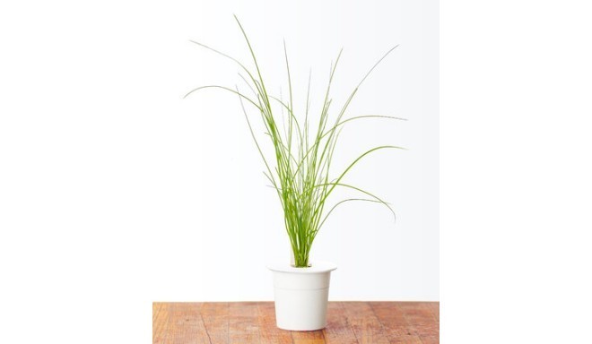 Click & Grow Smart Herb Garden refill Murulauk 3tk