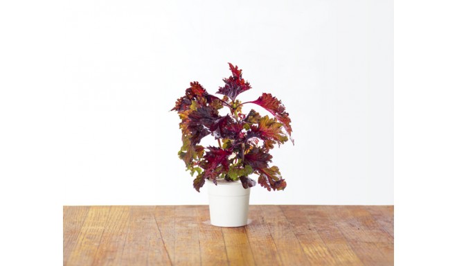 Click & Grow Smart Herb Garden refill Punane shiso 3tk