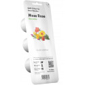 Click & Grow Smart Garden refill Moss Rose 3pcs