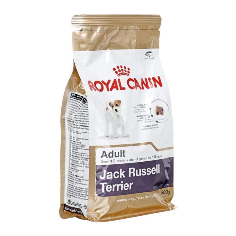 Adult jack russell 8