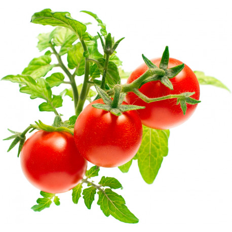 Click & Grow Smart Garden refill Mini Tomato 3pcs