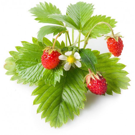Click & Grow Smart Garden refill Wild Strawberry 3 штуки