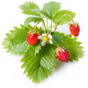 Click & Grow Smart Garden refill Wild Strawberry 3pcs