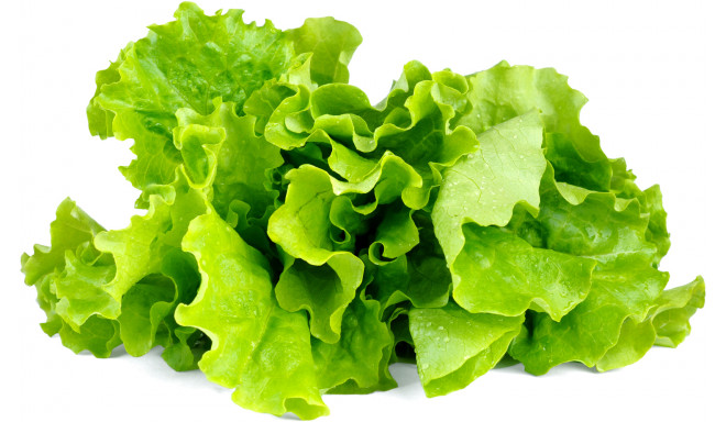 Click & Grow Smart Garden refill Lehtsalat 3tk