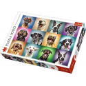 1000 elements Funny dog portraits