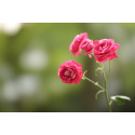 Canon RF 85mm f/1.2L USM DS lens
