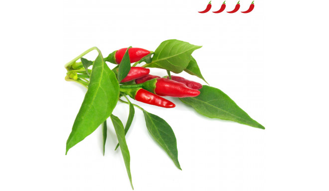 Click & Grow Smart Garden uzpilde Piri Piri čili pipari 3gb.