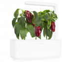Click & Grow Smart Garden refill Red Sweet Pepper 3pcs