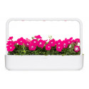 Click & Grow Smart Garden refill Pink Petunia 3pcs