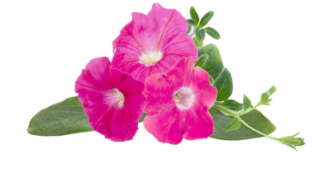 Click & Grow Smart Garden картридж Розовая петуния 3 шт.