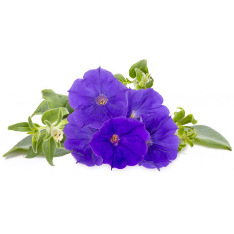 Click & Grow Smart Garden refill Blue Petunia 3pcs