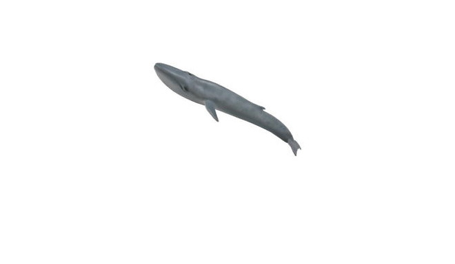 COLLECTA Blue whale (XL), 88834