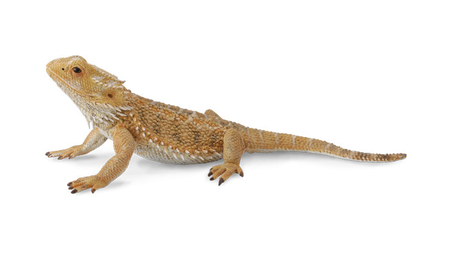 Collecta Bearded dragon lizard (L) 88567