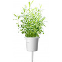 Click & Grow Smart Garden refill Iisop 3tk
