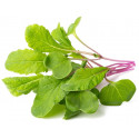 Click & Grow Smart Refill Leaf Radish 3pcs