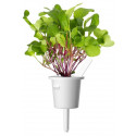 Click & Grow Smart Refill Leaf Radish 3pcs