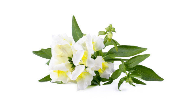 Click & Grow Smart Garden Refill White Snapdragon 3pcs