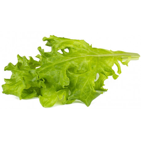 Click & Grow Smart Garden Refill Oakleaf Lettuce 3pcs
