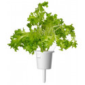 Click & Grow Smart Refill Tammelehe salat 3tk