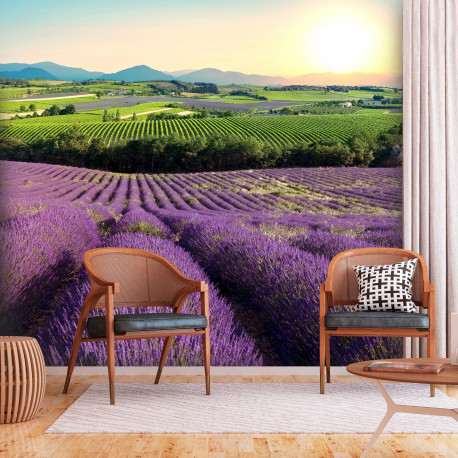 Fototapeet - Lavender Field - 100x70