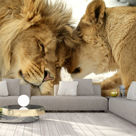 Fototapeet - Lion Tenderness - 150x105