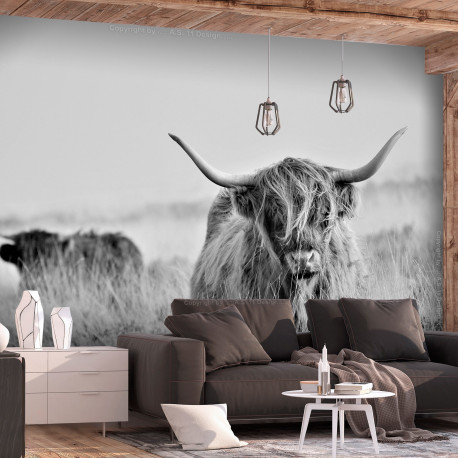 Fototapeet - Highland Cattle - 100x70