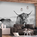Fototapeet - Highland Cattle - 300x210