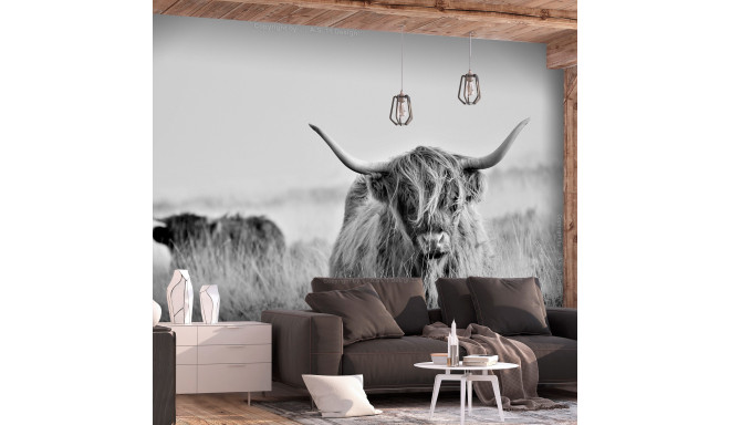 Fototapeet - Highland Cattle - 300x210