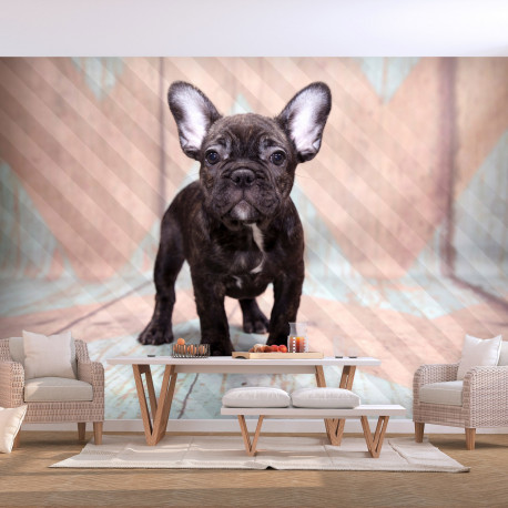 Fototapeet - French Bulldog - 100x70