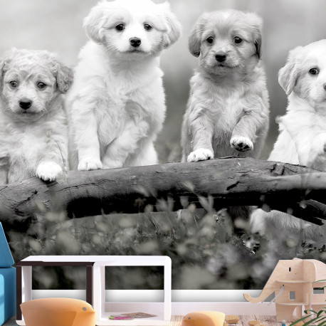 Fototapeet - Four Puppies - 200x140