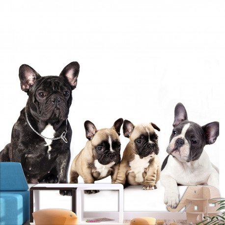Fototapeet - French Dogs - 100x70
