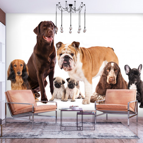 Fototapeet - Dog Integration - 300x210