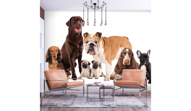 Fototapeet - Dog Integration - 450x315
